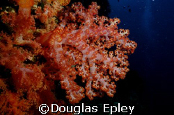 soft coral taken at wakatobi nikon d70 with 12-24 by Douglas Epley 